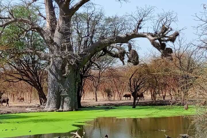 דקר, אגם ורוד וספארי בפארק בנדיה (מינימום 2 משתתפים)