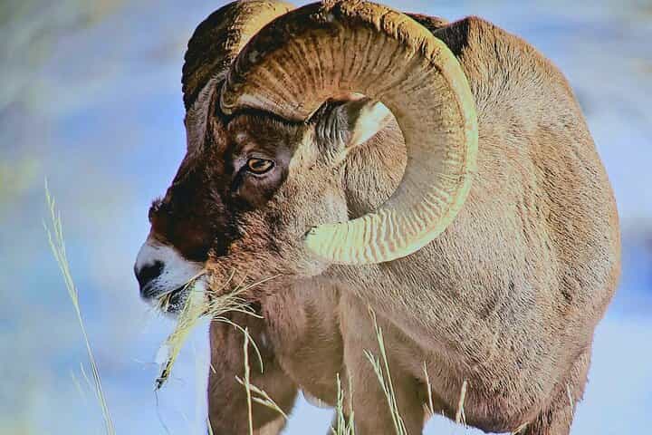 סיור פרטי בחורף בטבע ובזאבים