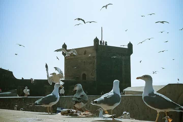 טיול יום לאסואירה ממרקש