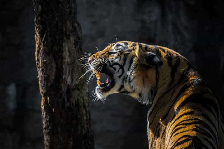 4-Days Golden Triangle Tour with Ranthambore Safari from Delhi