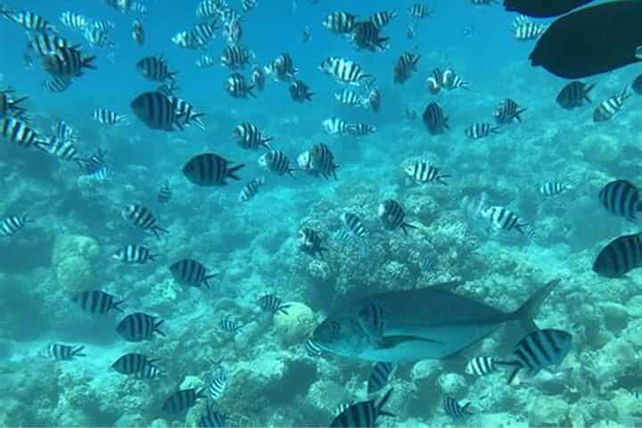 Roatan Zip Line Wildlife & Glass Bottom Boat Combo