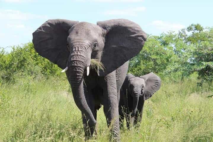 נסיעת ספארי/מעקב אחרי קרנפים לבנים