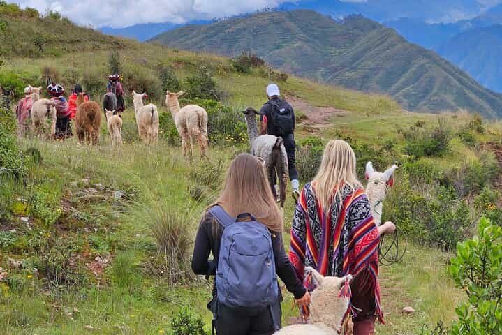 Meet With Llamas and Alpacas in Chinchero & Picnic