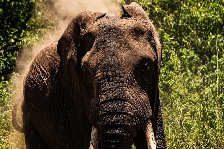 From Arusha: Day Trip to Lake Manyara National Park