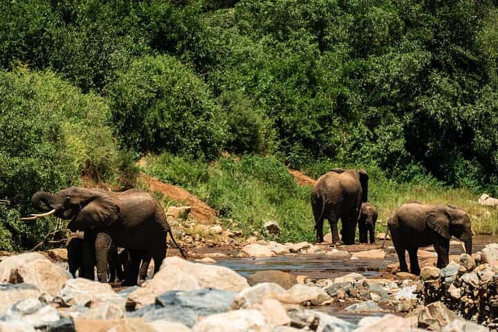 From Arusha: Day Trip to Lake Manyara National Park