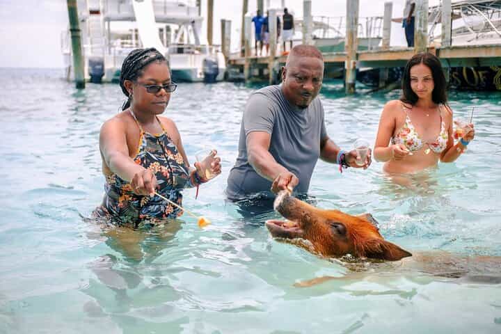 Swimming Pigs Of Rose Island Water Taxi Nassau Bahamas