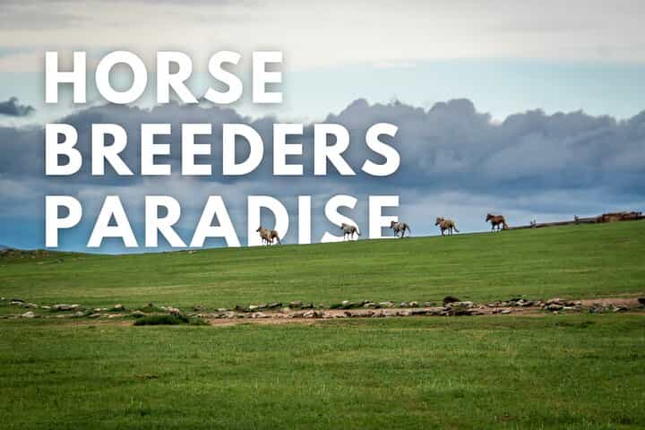 Horse Breeders’ Paradise