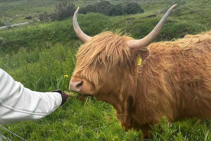 אדינבורו: סיור פרטי בלוך נס, גלן קואי וההרים
