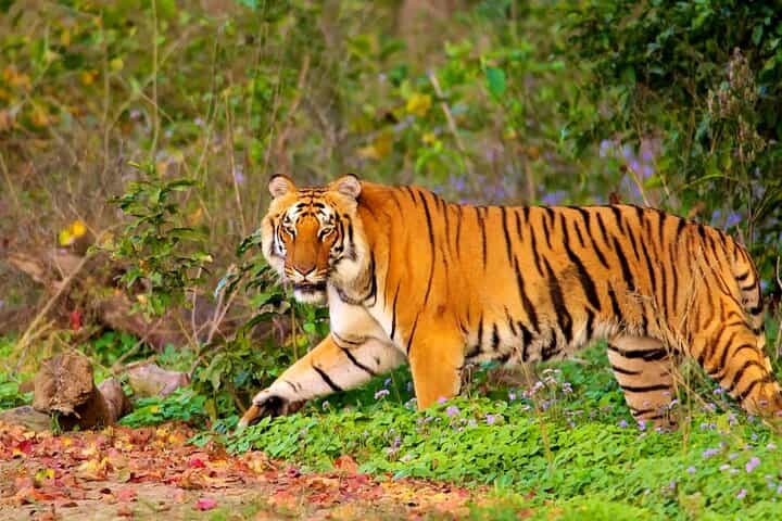 7 Days Private Luxury Golden Triangle Tour With Ranthambore