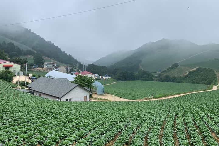 טיול יומי מסיאול לגנגנונג: אושר בחוף המזרחי