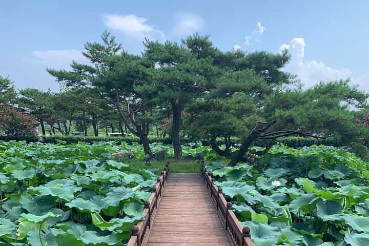 טיול יומי מסיאול לגנגנונג: אושר בחוף המזרחי