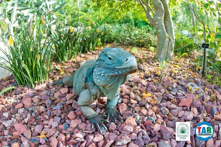 Cayman Crystal Caves & Pedro St James OR Botanic Gardens
