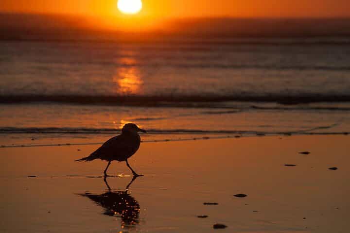  Essaouira day trip from Marrakech Medina and souk visit
