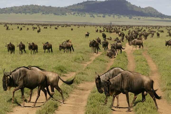 6 Days Migration Safari in Northern Circuit