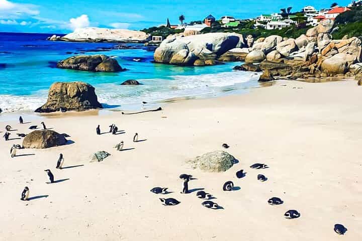 Full Day Table Mountain, Cape Point & Winelands Tour