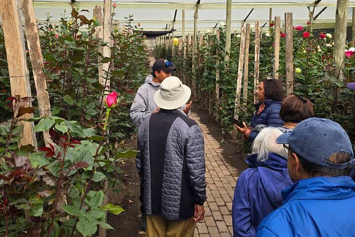 Full-Day Private Tour Papallacta Hot Springs and Roses Farm 