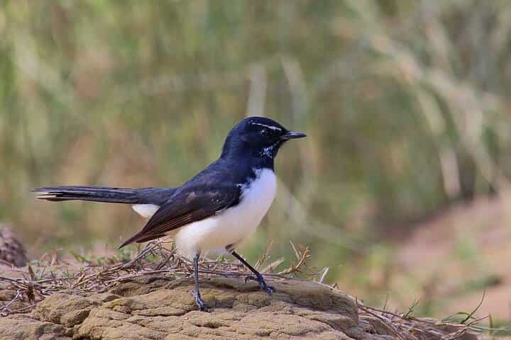 Roma: 1-Hour Birdwatching Nature Trail Walk