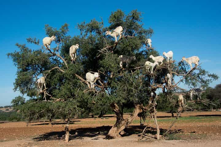 טיול יום לאסואירה ממרקש