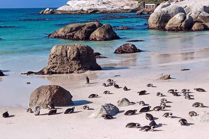 Cape of Good Hope& Penguins at Boulders Beach full day tour