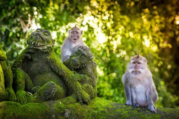 New Ubud Tour : Waterfall - Rice terrace - temple - Monkey forest