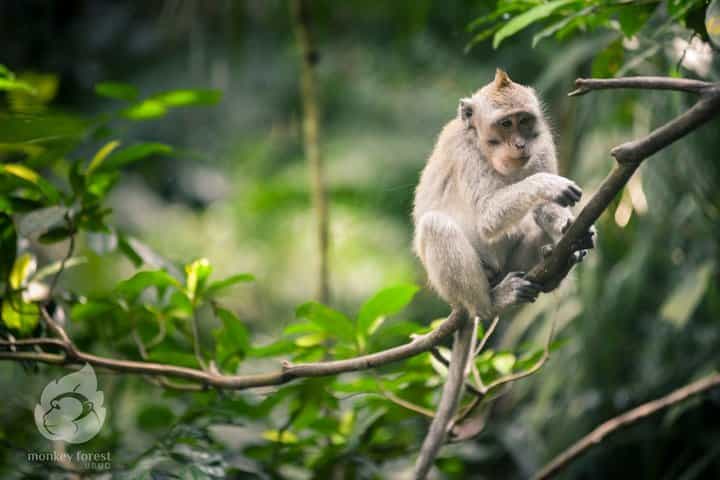 New Ubud Tour : Waterfall - Rice terrace - temple - Monkey forest