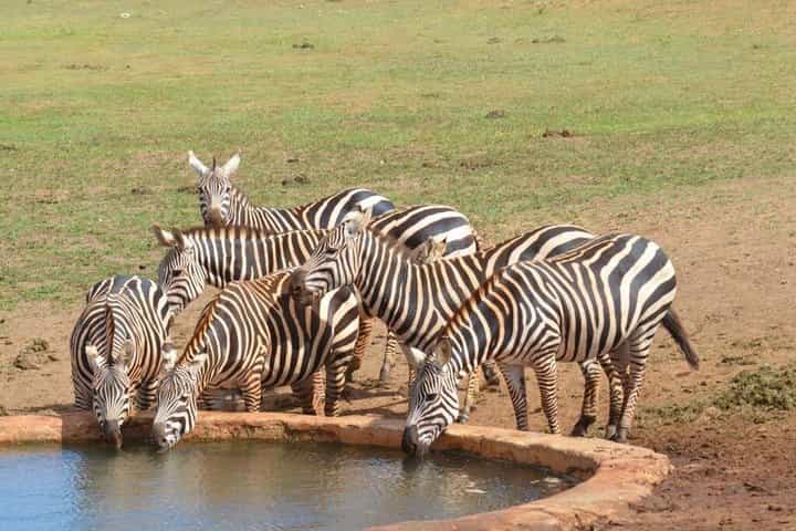 Theatre of the Wild 3 Days Safari Salt Lick & Satao.