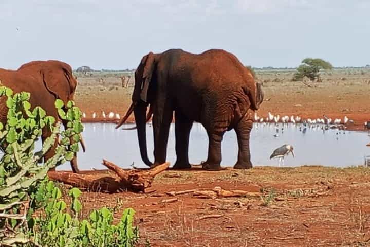 Theatre of the Wild 3 Days Safari Salt Lick & Satao.