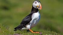 Puffin and Volcano Tour with Ebbi