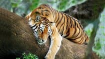 3-Day Chitwan Jungle Safari from Kathmandu – All-Inclusive Tour