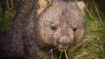 Wildlife Night Spotting at Cradle Mountain 