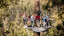 Launceston: Hollybank Treetops Adventure - Zipline Tours