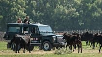 ספארי 4x4 של 3.5 שעות בקמארג' מלה גרו-דו רואה