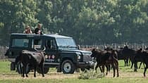 סיור VIP בספארי 4x4 בקמרג