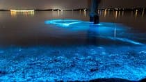 Florida Bioluminescence Kayaking Tour (Titusville)