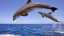Dolphin Island Boat Trip – Swim, Sun & Lunch Included