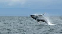 Wildlife Viewing, Sightseeing and Whale Watching Quest