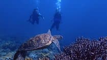 Guam's Best Beach Diving! Beginner and Advanced Dives