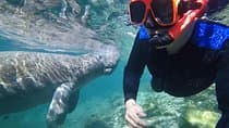 סיור שחייה עם manatees עם צלם במים