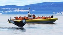 Québec City: Whale Watching Tour with Bus Transportation
