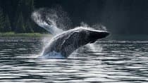 Hoonah Whale-Watching Cruise - Near Icy Strait Point