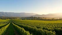 Laid back, Yarra Valley Wine Tour: Wine, Gin,Cider,Cheese + Choc
