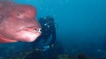Let's enjoy Scuba diving in Izu Peninsula for certificate Diver
