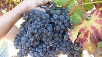Sunset Tour with visit and guided tasting of 5 wines and local products