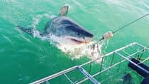 Gansbaai Shark Cage Diving with surface air available 