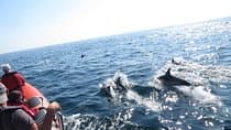 Dolphin Safari