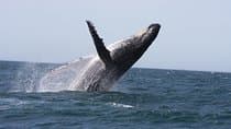 Newcastle Whale Watching Cruise