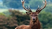 Wild Red Deer viewing safari with expert guide. Connemara, Galway