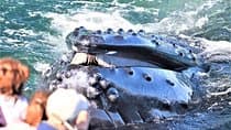 City Cruises Boston Whale Watching Cruise by High-Speed Boat