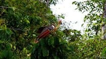 Eco Jungle 3 Days - 2 Nights from Puerto Maldonado
