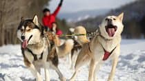 Dogsled Adventure in Mont-Tremblant